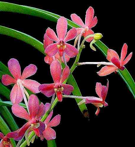 Ascofinetia Peaches 'Kultana'